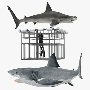 Shark Cage Diving Rigged 3D model