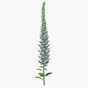 White Foxglove 3D model