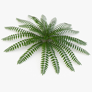 Realistic Tropical Fern Plant 3D model