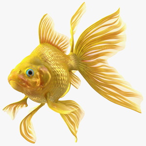 Goldfish Swimming Pose 3D