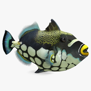 3D Balistoides Conspicillum or Bigspotted Triggerfish Rigged for Maya