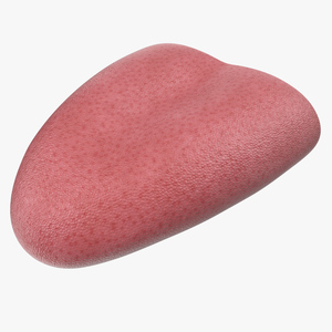 3D model Tongue Medical Model