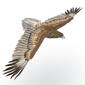 Gurney Eagle Pose 7 3D model