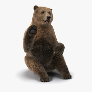 3D Brown Bear with Fur Pose 4