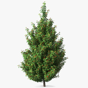 Holly Green Tree with Berries 3D model