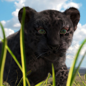 3D Black Leopard Cub with Fur Rigged model