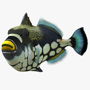 3D model Clown Trigger Fish Pose 2