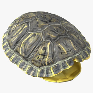 Red Eared Turtle Shell 3D