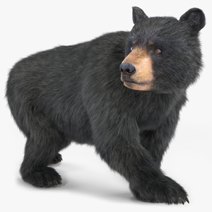 3D Young Black Bear in Walking Fur