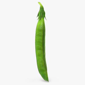 3D model Fresh Pea Pod Closed