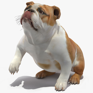 3D Bulldog Rigged for Maya model