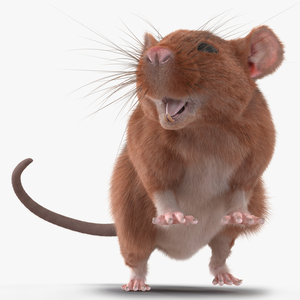 Rat 2 Rigged 3D