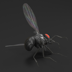 3D Drosophila Melanogaster Dead Black Fur model