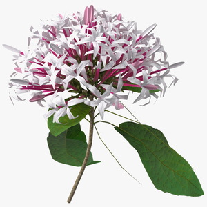 Clerodendrum Quadriloculare Flower 3D model