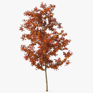 Young White Oak Autumn 3D