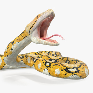 3D Yellow Python Snake Attack Pose