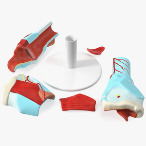 3D Disassembled Medical Model of Larynx