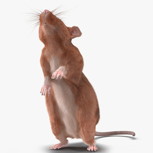 Rat 2 Pose 2 3D