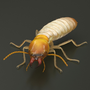 Termite Rigged 3D model