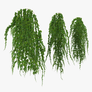 Ivy Hanging Greenery Bushes 3D