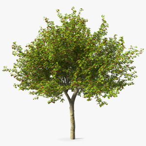 3D model Cockspur Hawthorn with Berries