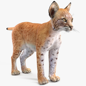 3D model Lynx Cub