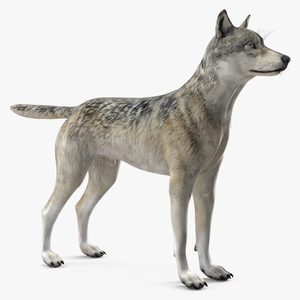 3D Timber Wolf