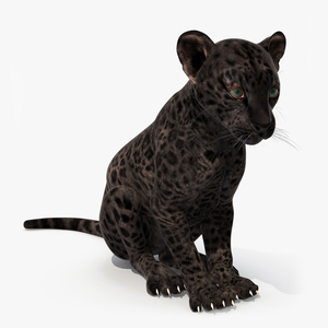 3D model Black Leopard Cub Sitting Pose