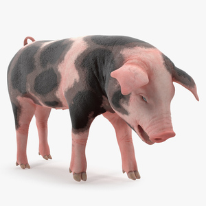 3D Pig Piglet Pietrain Standing Pose model