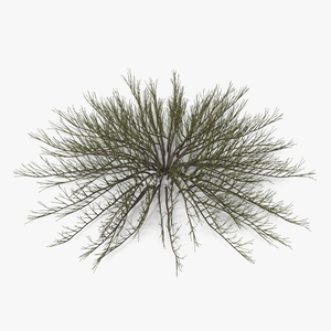 Horizontal Conifer Shrub 3D model