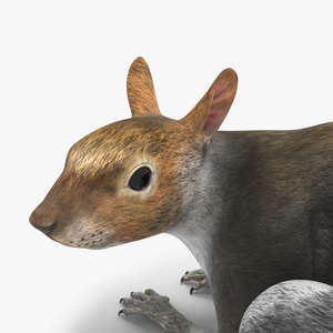 Gray Squirrel Rigged for Maya 3D model