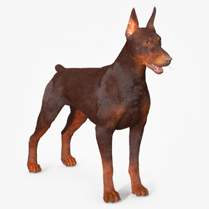 Brown Doberman Pinscher Fur 3D