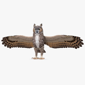 3D Great Horned Owl T-Pose model