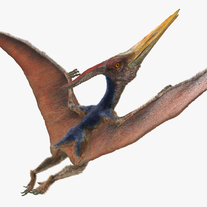 3D Pteranodon Flying Pose with Fur