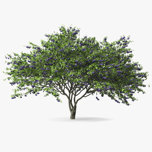 3D Plum Tree Purple Fruits model