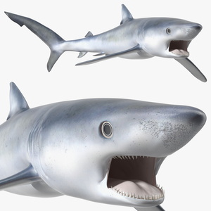 3D Great Blue Shark