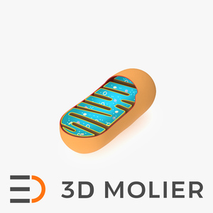 3D Mitochondrial Structure model