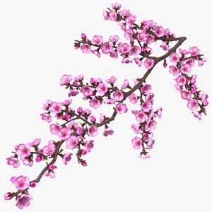 3D model Sakura Branch with Flower Buds