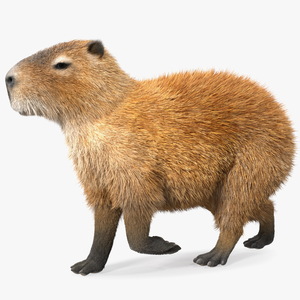 3D model Capybara Walking Pose Fur