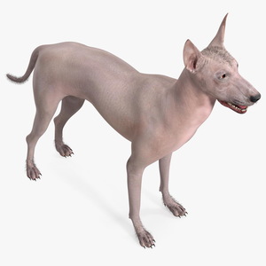 Xoloitzcuintli Mexican Dog Fawn Fur Rigged 3D