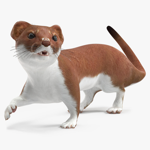 3D Eurasian Stoat Brown Rigged for Maya