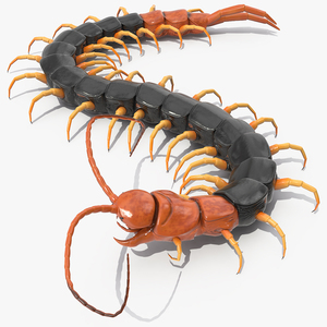 Giant Desert Centipede Rigged 3D model