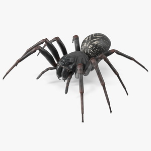 Australian Black House Spider 3D model