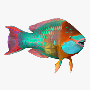 3D Rainbow Parrot Fish Rigged