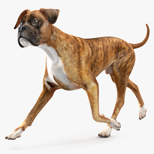 3D Running Dog Boxer Tiger Colored