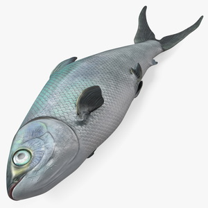 3D model Raw Bangus