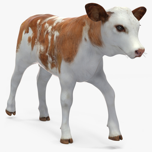 Cow Calf in Walking Pose 3D model