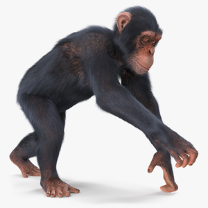 Animated Chimpanzee Running Light Skin Fur Rigged 3D model