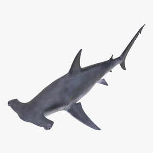 Great Hammerhead Shark 3D