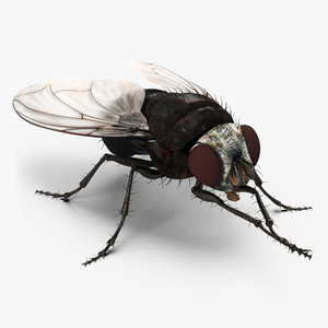 3D model Fly Pose 2